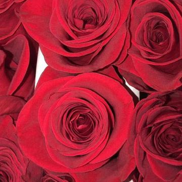 Floristería Ángeles rosas rojas